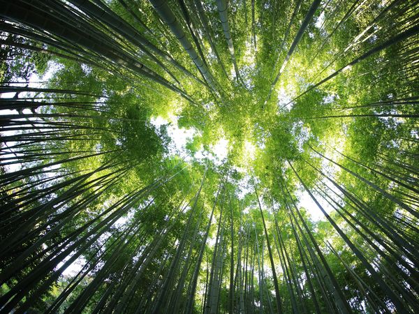2 Tage Black Forest Love in Bad Herrenalb, Baden-Württemberg inkl. Frühstück Wellnessurlaub europaweit online kaufen