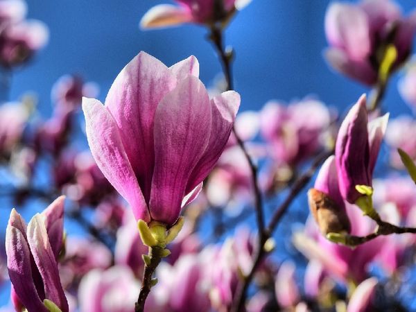 3 Tage Frühlingszauber an der Nordsee in Neuharlingersiel OT Ostbense, Niedersachsen inkl. Halbpension Wellnessurlaub europaweit online kaufen